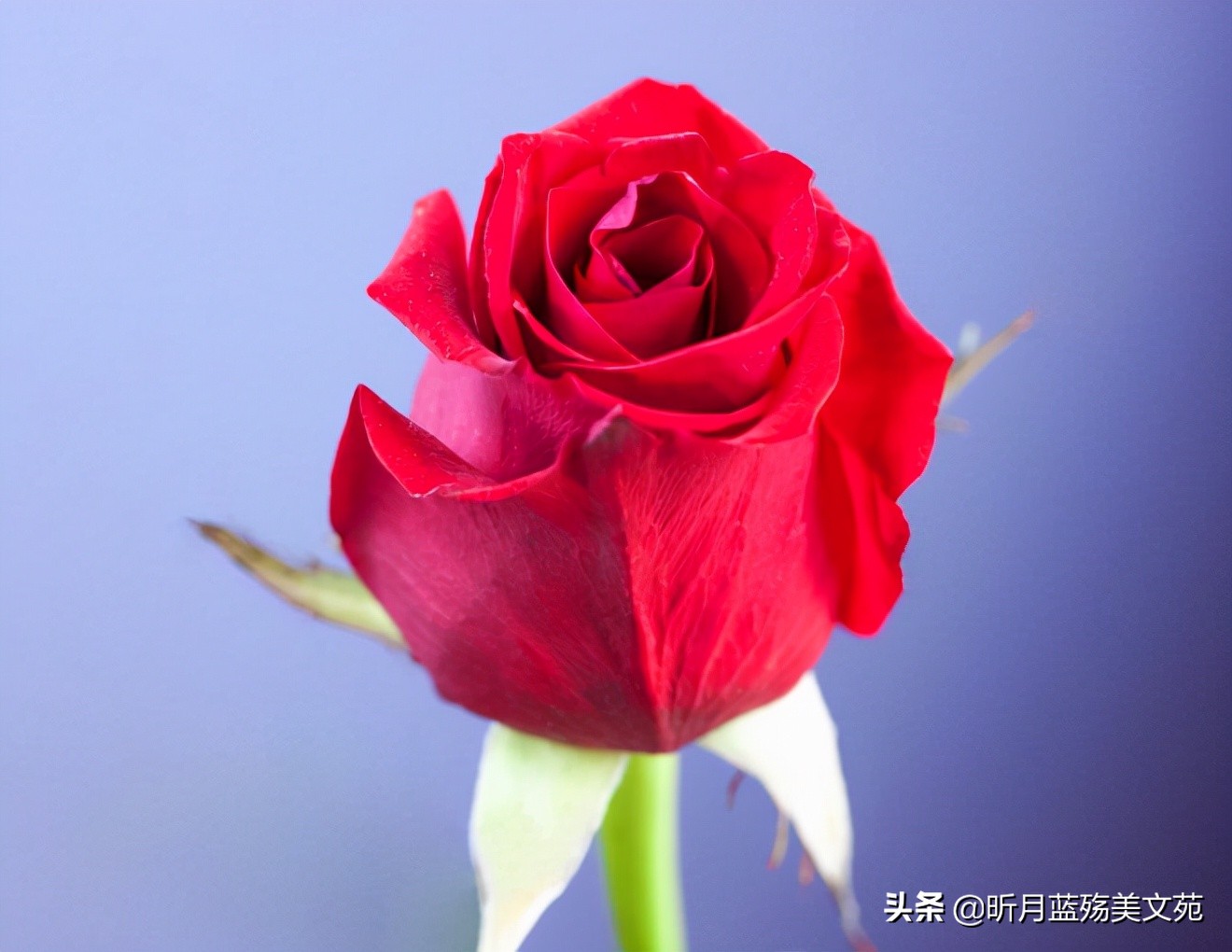 往后余生幸福的句子（往后余生的经典短句子）