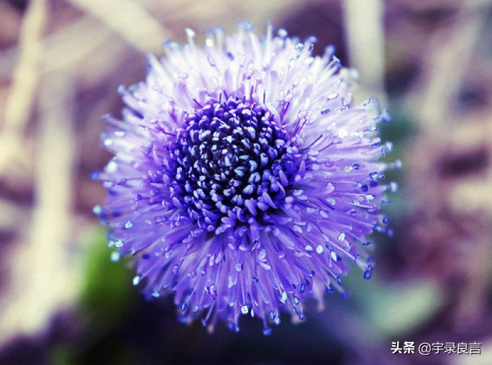 母亲节唯美祝福语大全（感恩母爱无私的唯美祝福语）