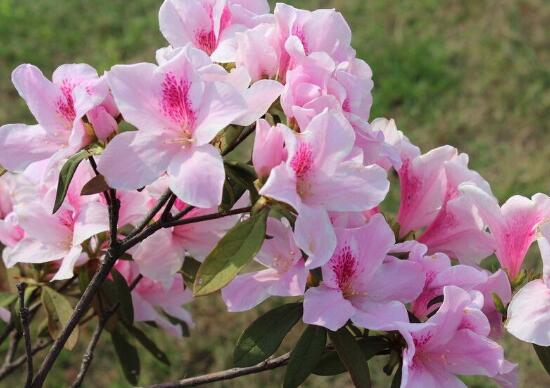 杜鹃花的寓意和象征（室内十大吉祥花）