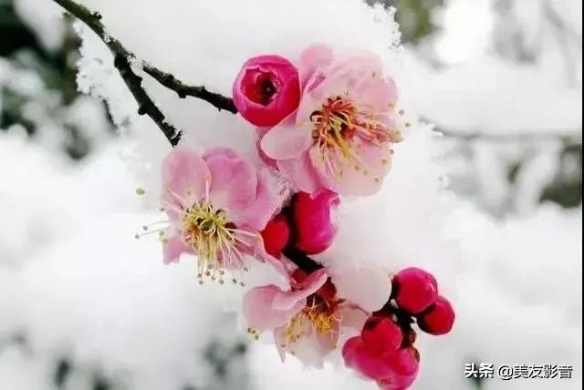 咏梅的诗句古诗大全（最经典的梅花诗）