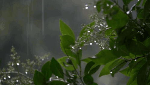 关于雨的诗句古诗大全（描写雨景的12首唯美意境诗）