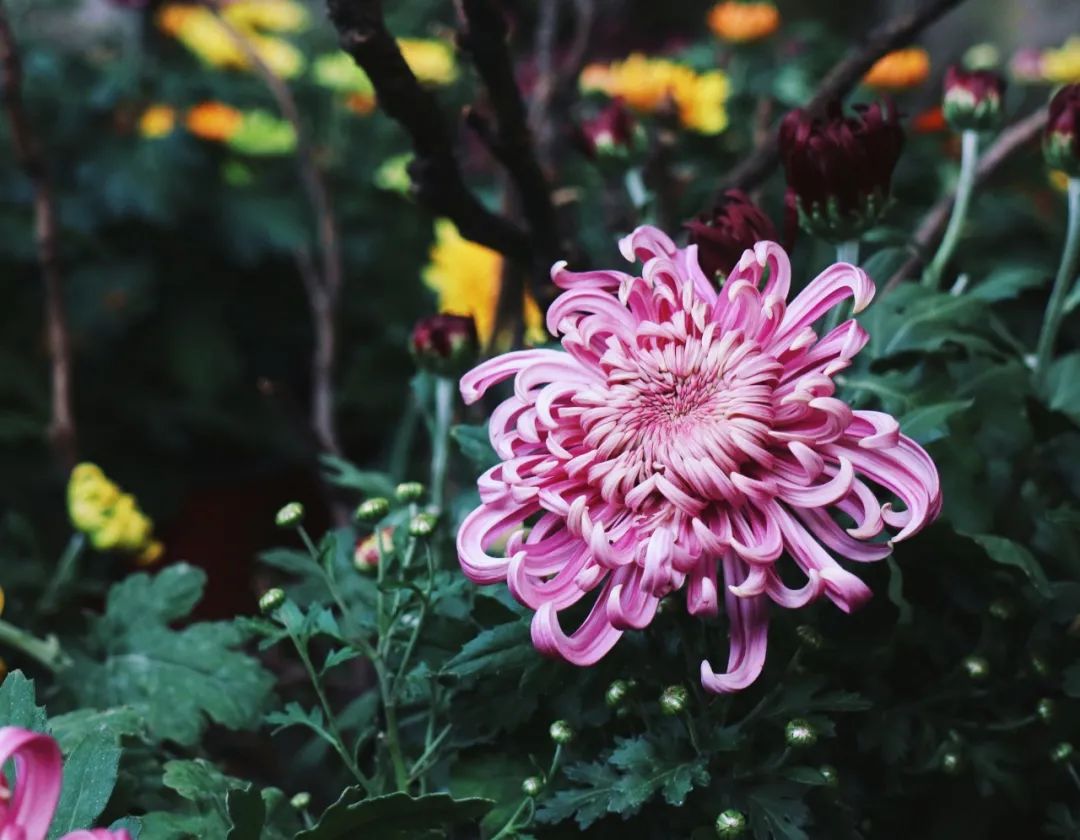 描写菊花的句子唯美短句（赞美菊花的美文佳句）