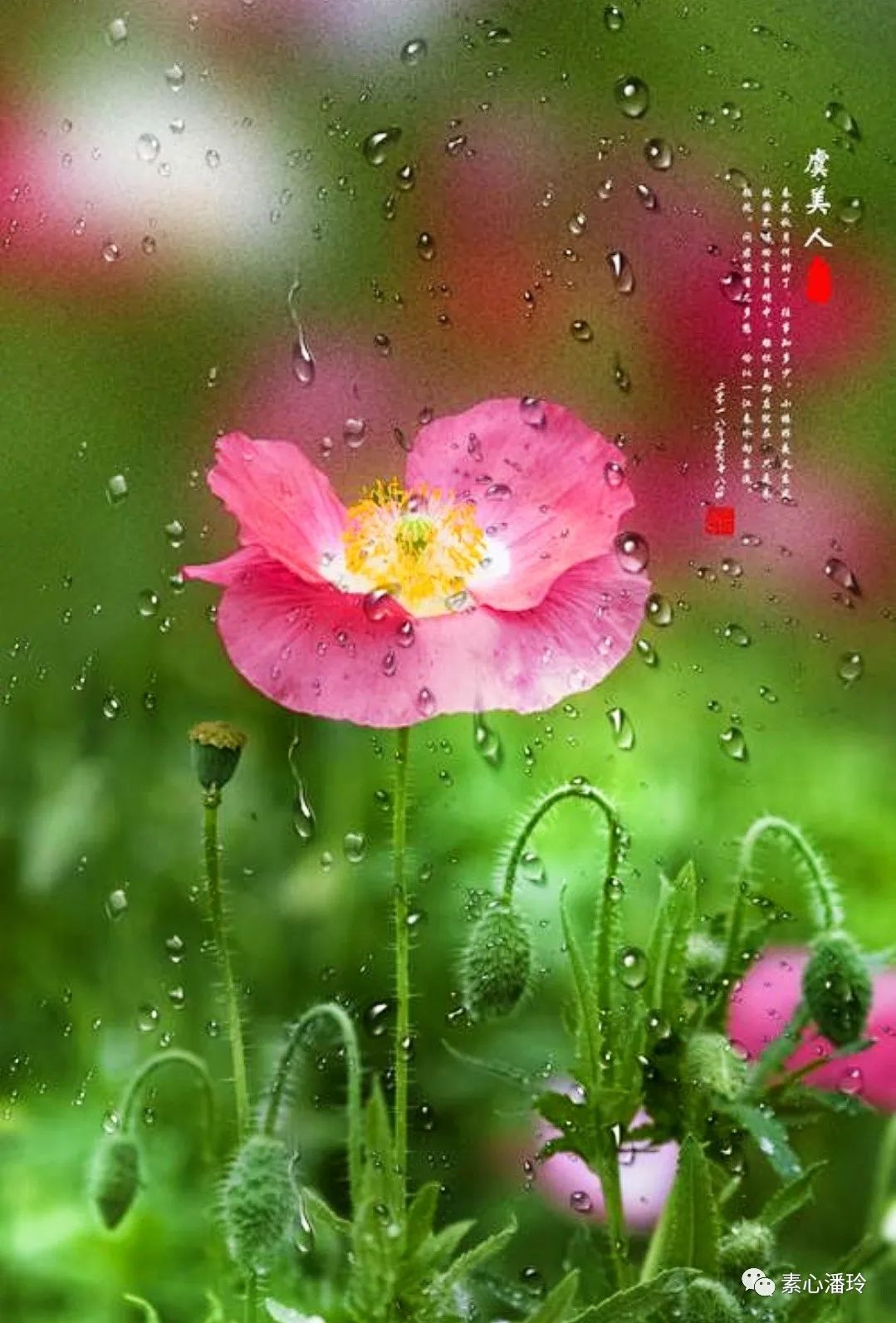 春花秋月何时了的全诗赏析（李清照最美诗词赏析）
