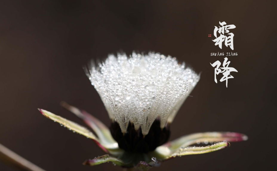 霜降的诗句古诗大全（赞美霜降的诗句古诗）