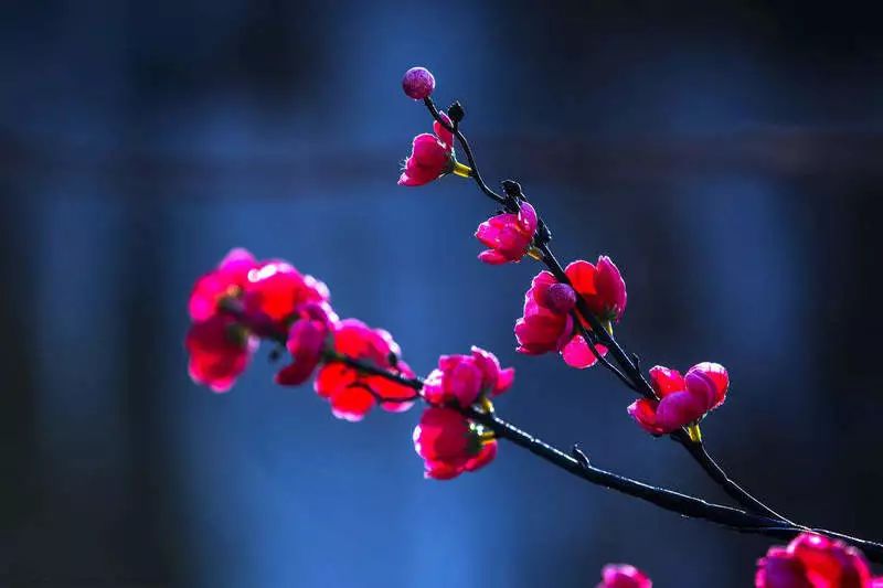 古诗红梅苏轼翻译赏析（赞美红梅的古诗及解释）
