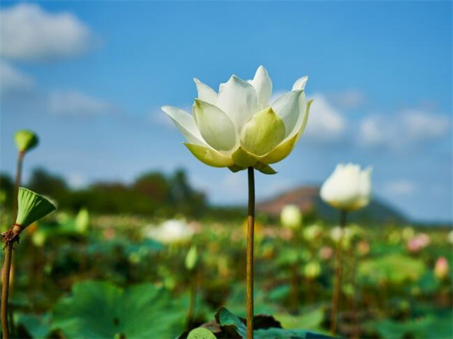 和朋友享受赏花的心情短语（悠闲自然的赏花语录）