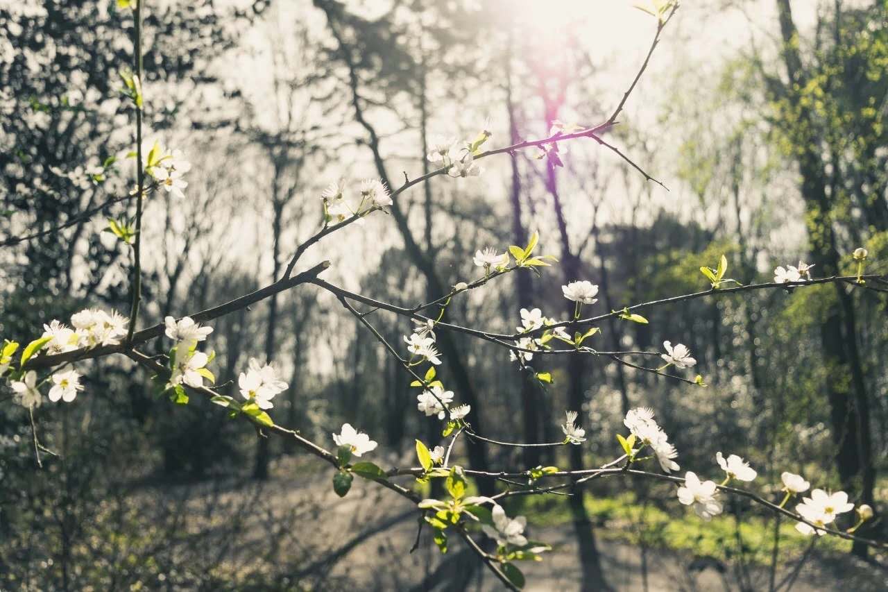 中华经典古诗词大全（中国最著名古诗词 ）