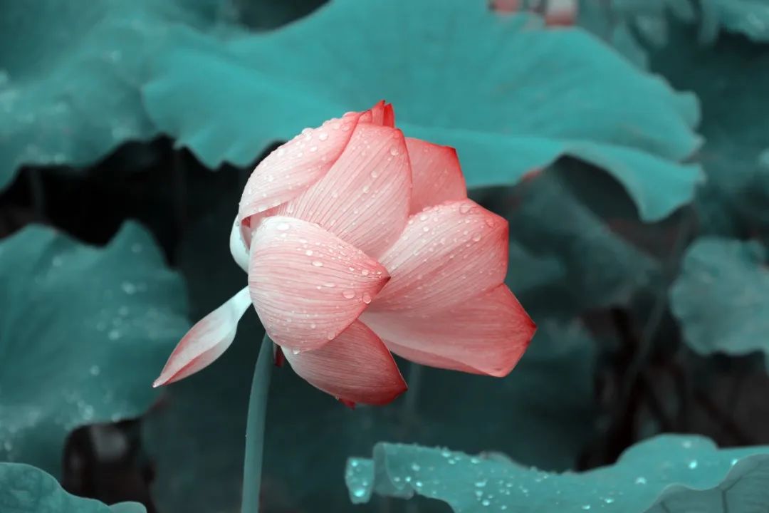 写雨的诗歌有哪些（寄雨思情的20首古诗）