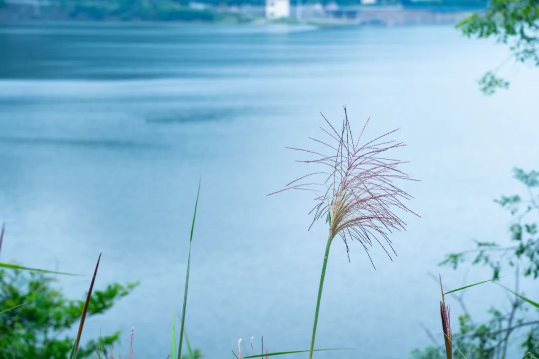 描写雨的古诗有哪些（写雨古诗大全100首）