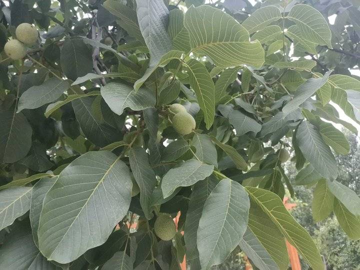 听雨作文800字（听雨的心情随笔）