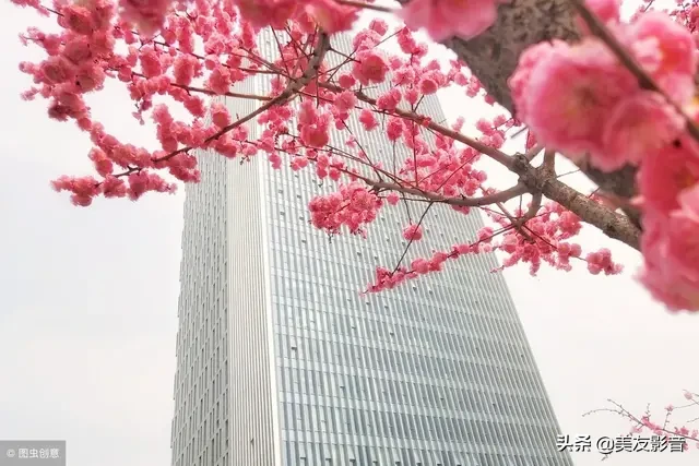 咏梅的诗句古诗大全（最经典的梅花诗）