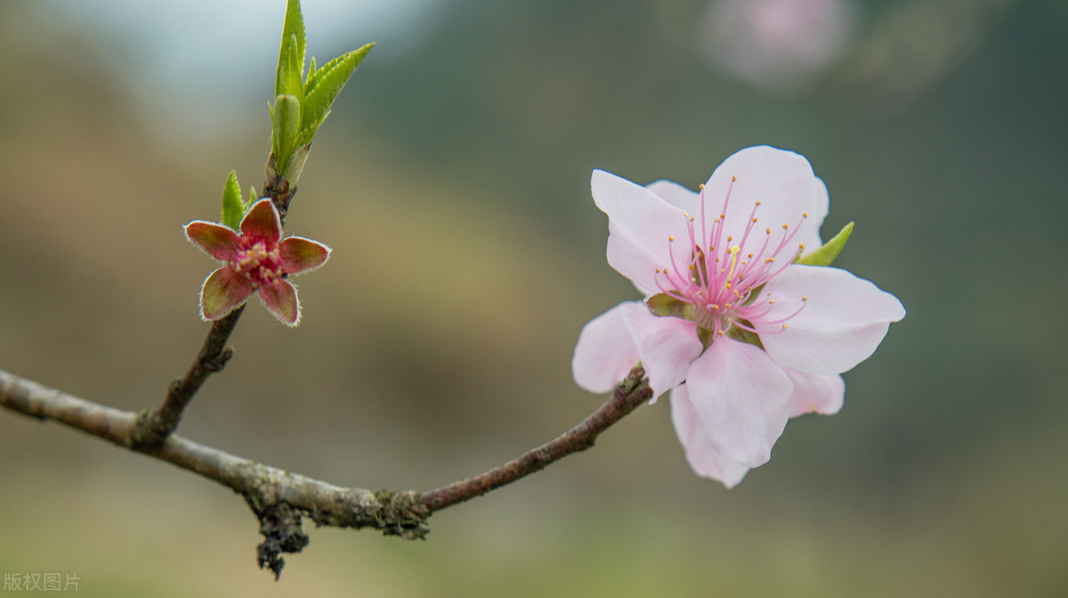 大林寺桃花古诗带拼音（大林寺桃花全文鉴赏）