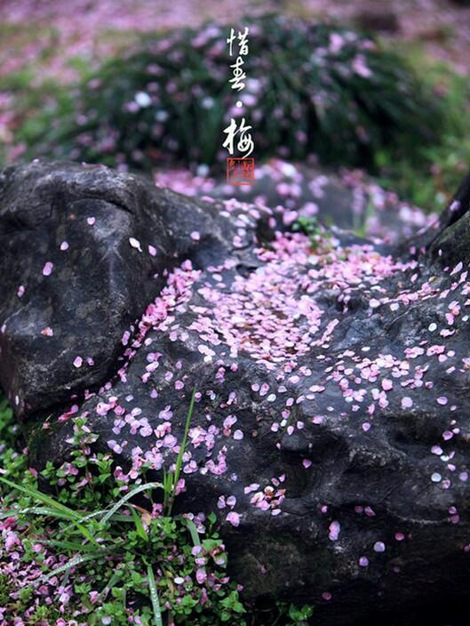 黛玉葬花原文片段（葬花吟原文及翻译）