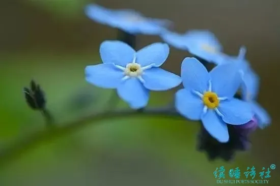 戴望舒诗集代表作（中国最美古诗词）