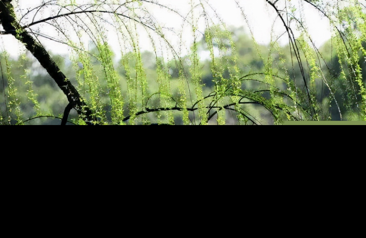 描写初春的诗句古诗（关于春天花的诗句古诗）