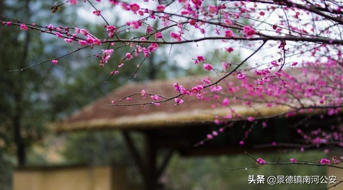 落花不是无情物化作春泥更护花（赞美老师的诗句古诗）