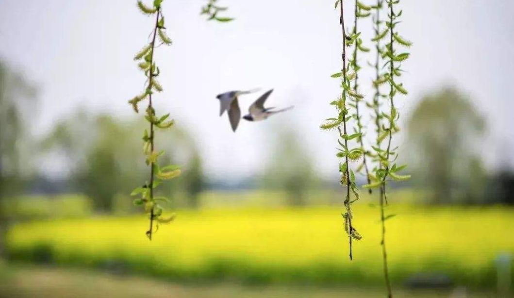 花落水流红全诗（花开花落的人生感悟）