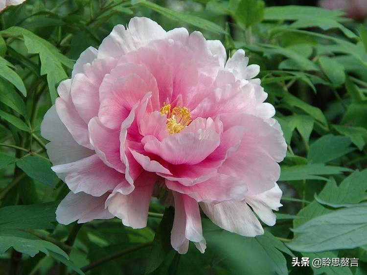 祝福生日的诗句经典语录（有关生日祝福的诗句古诗词）