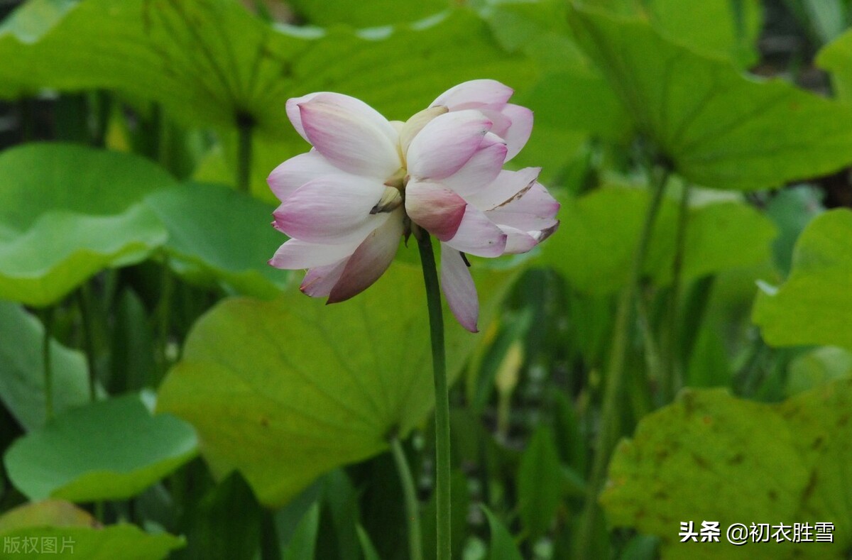 并蒂莲诗词赏析（赞美并蒂莲的说说）