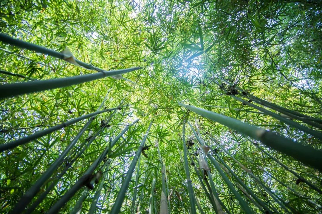 关于植树的诗句古诗（赞美植树人的诗句）