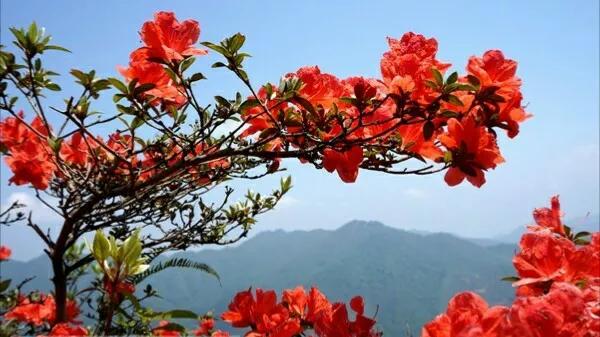 李商隐锦瑟的全诗赏析（锦瑟古诗鉴赏李商隐）