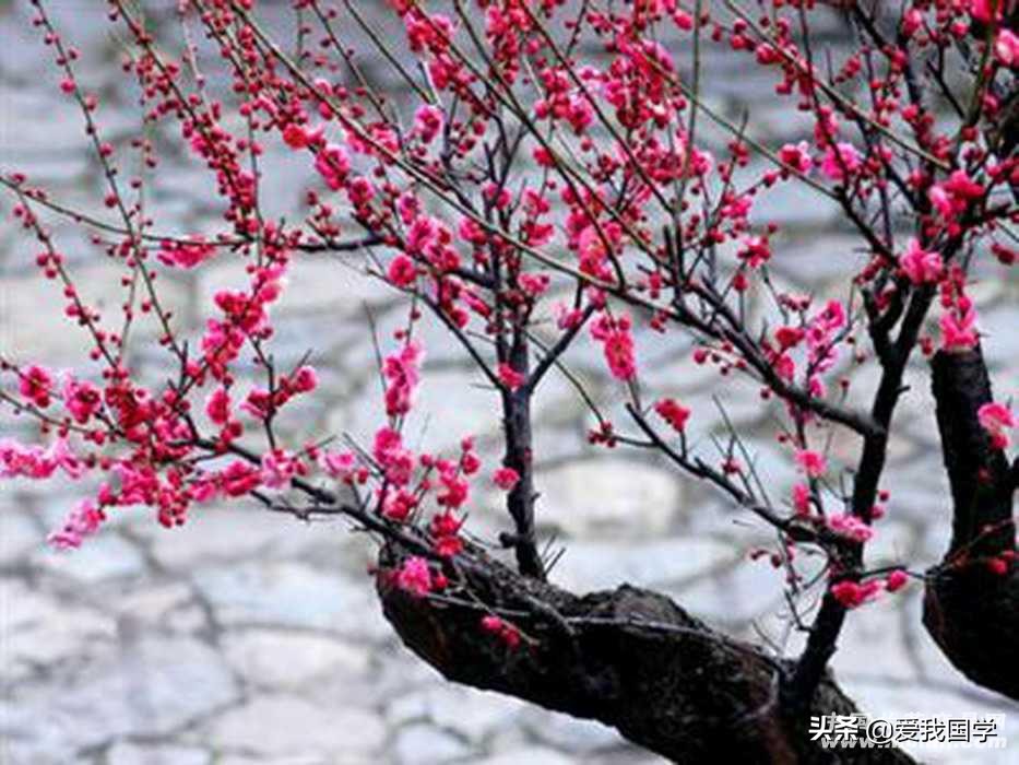 1到5年级关于梅花的古诗有哪些（赞美梅花的150首古诗）