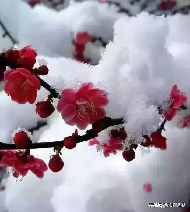 绝句4首是哪四首（绝句4首欣赏）