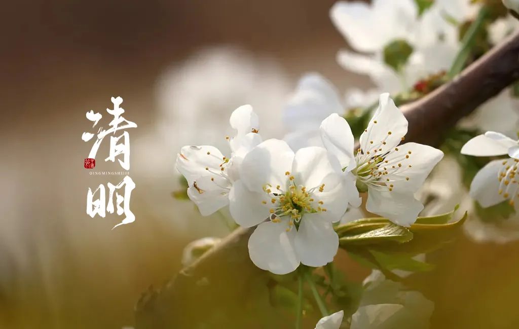 有关清明的诗句古诗（描写清明节的句子佳句）