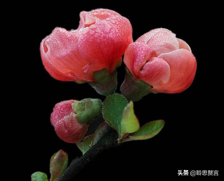祝福生日的诗句经典语录（有关生日祝福的诗句古诗词）