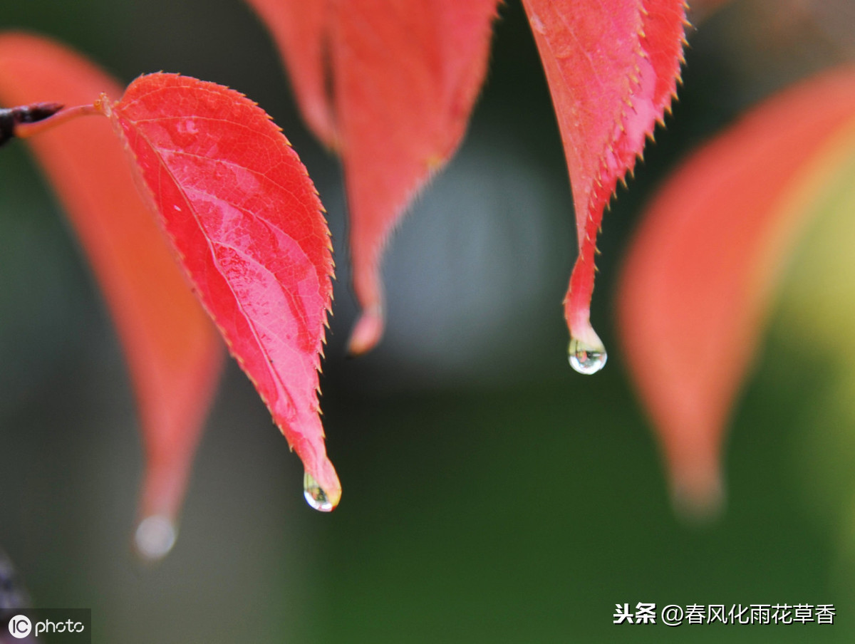 描写雨的优美段落摘抄（精选写雨的优美心情说说）