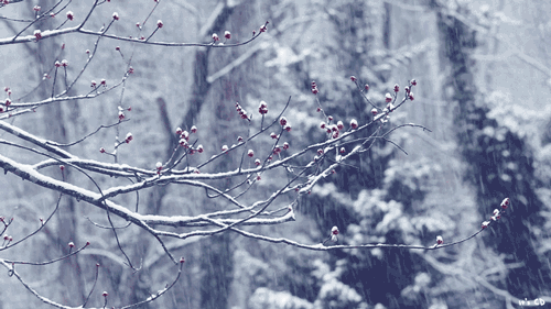 关于描写雪的诗句有哪些（描写雪的优美诗句）