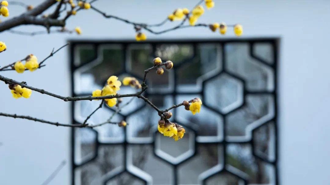 梅花诗句唯美句子（美人梅的优美诗句）
