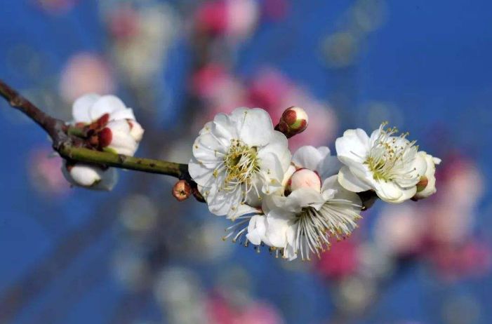 梅花的古诗有哪些（10首关于梅花的古诗词）