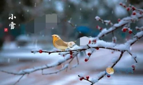 小雪的诗句古诗大全（关于小雪的古诗四句）