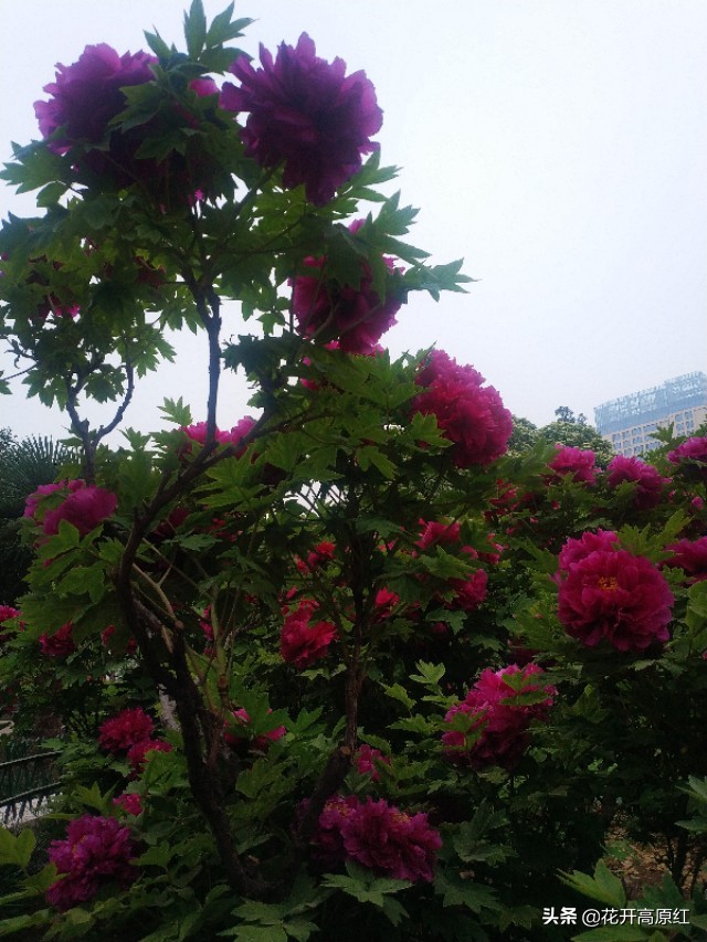 洗尽铅华繁华落尽是什么意思（洗尽铅华含义）
