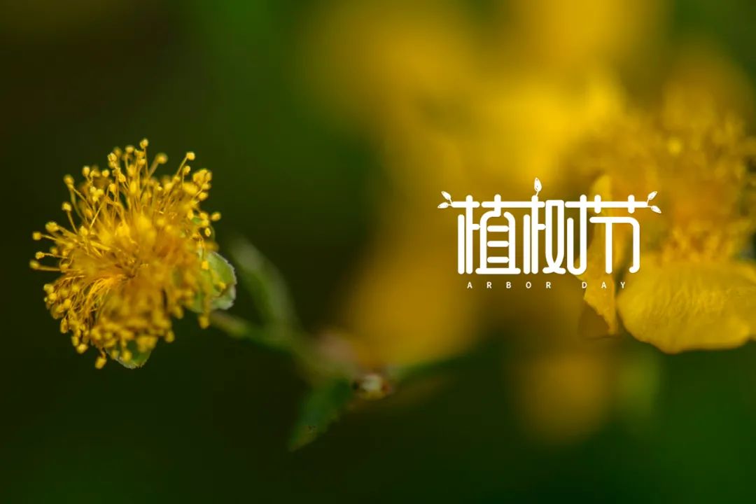 植树节的诗歌简短（关于植树节的佳句）