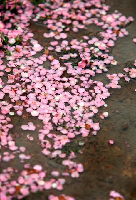 黛玉葬花原文片段（葬花吟原文及翻译）
