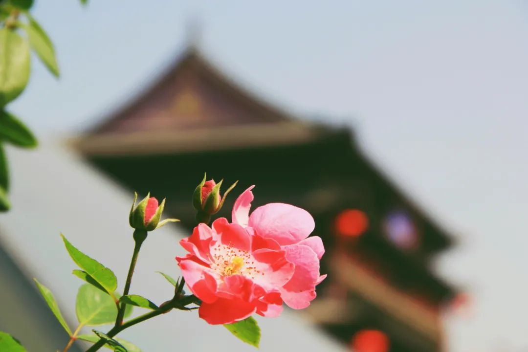 春天的诗句唯美简短（赞美春天的优美短句）