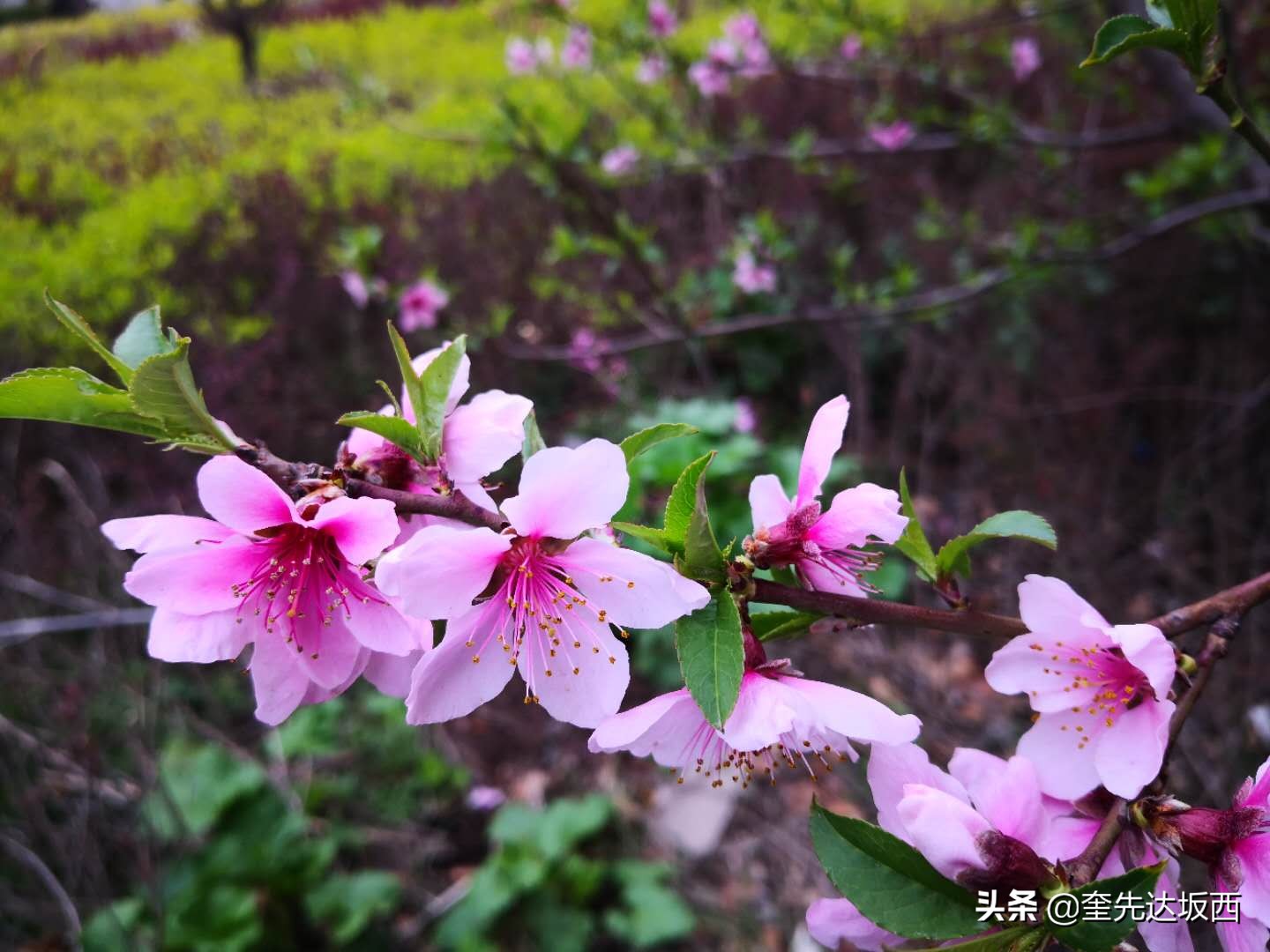 桃花现代诗歌作者（关于桃花的诗歌自创）