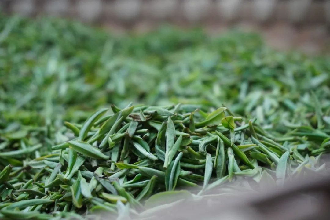 春茶的诗句唯美（三月春茶美好句子）