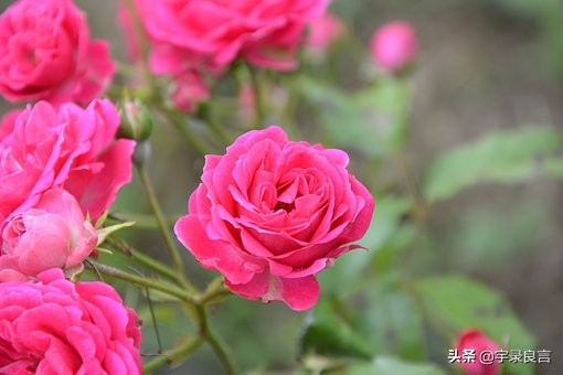 日久见人心感言（感慨人心多变的句子)