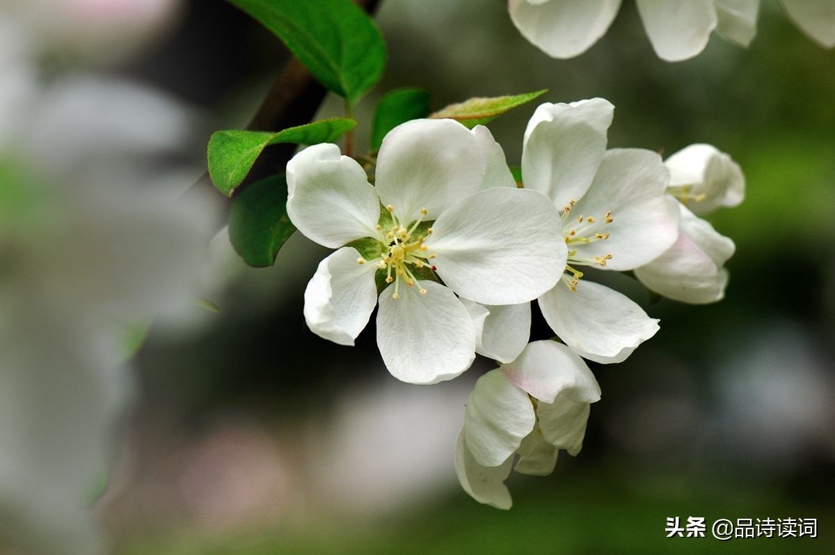 雨过山村古诗赏析（雨过山村注释及翻译）