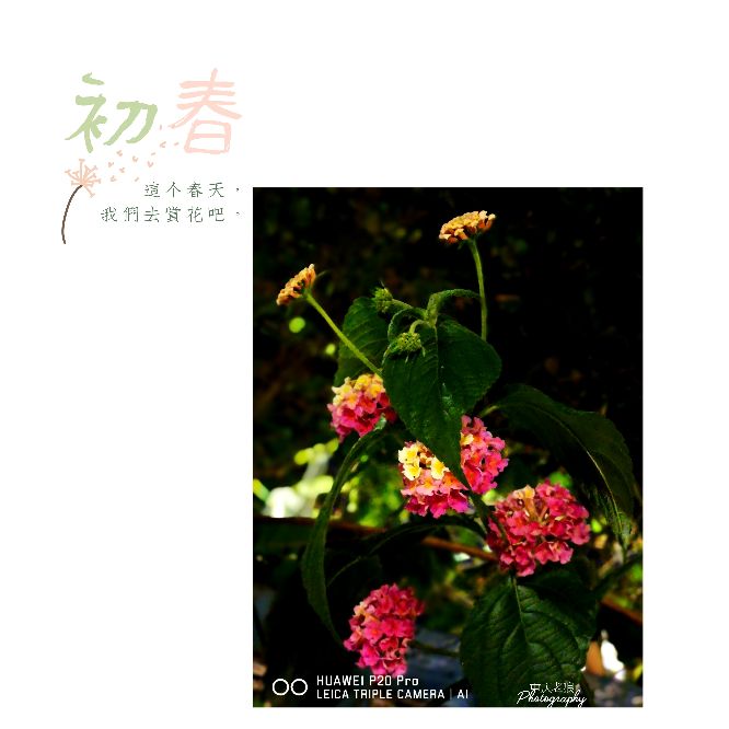 黍离原文及翻译赏析（国风王风黍离原文）