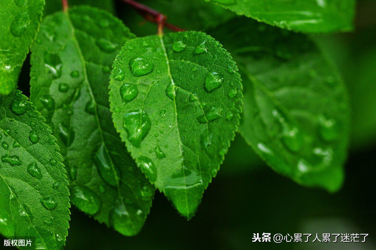 平平淡淡的生活感悟说说（简单生活的经典语录）