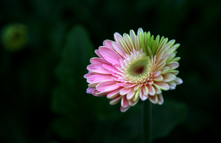描写菊花的优美句子（菊花的句子短句唯美）