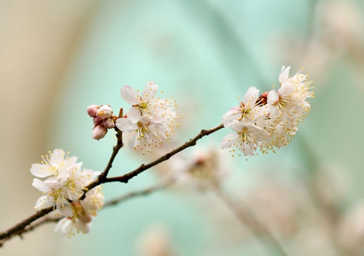 樱桃花的句子短句唯美（赞美樱桃花的诗句）