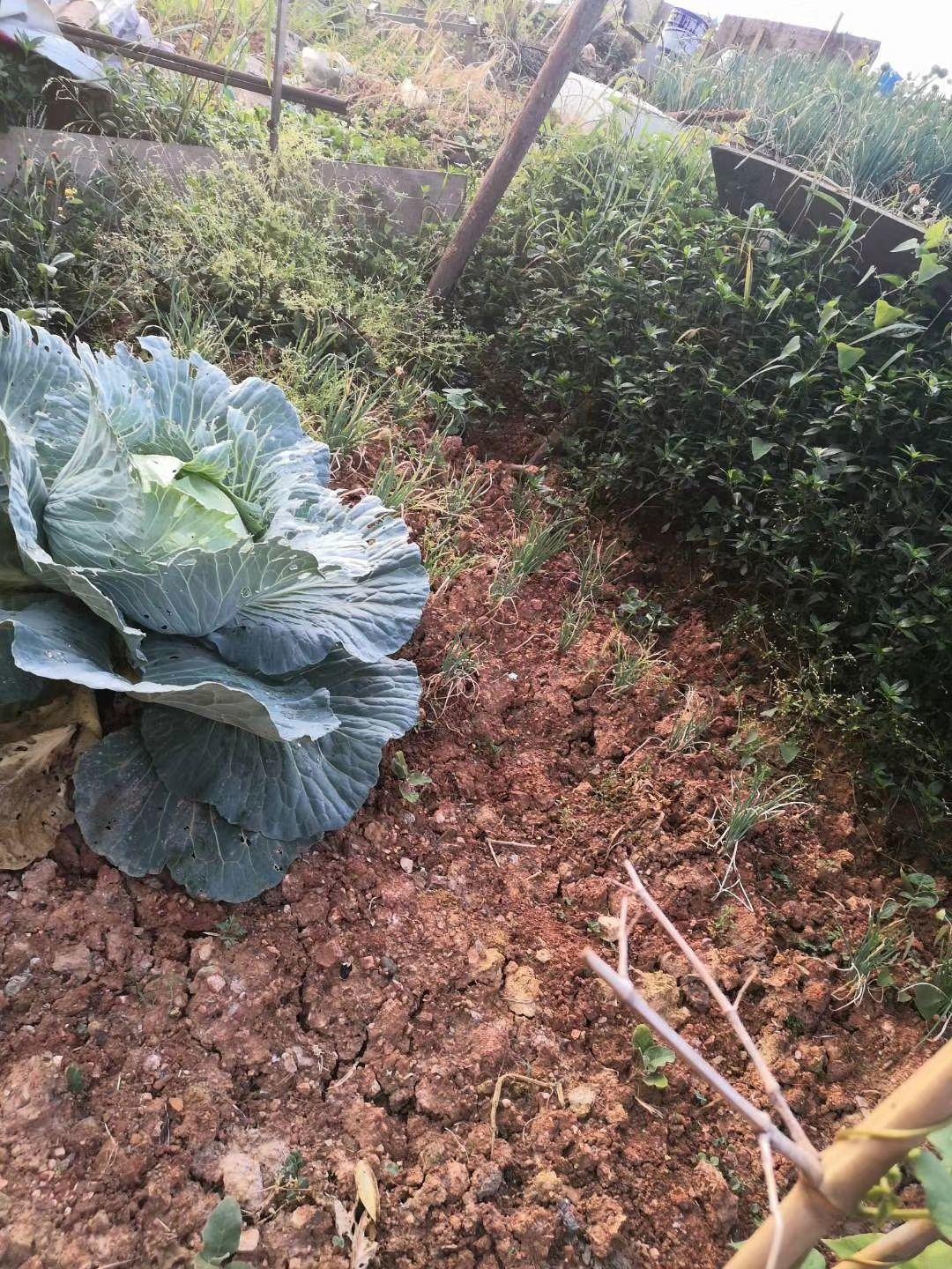 纯天然绿色蔬菜句子（适合朋友圈晒菜的说说）