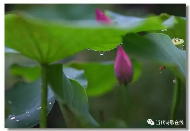 席慕蓉经典诗歌赏析（席慕容作品赏析）