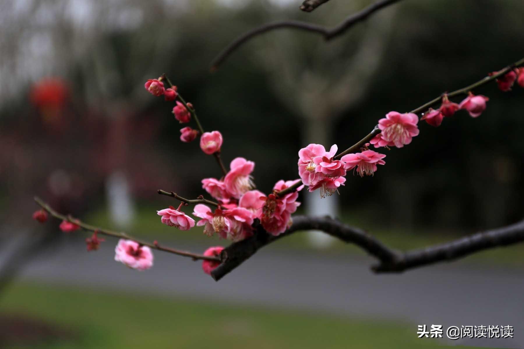 梅花的品格与精神（赞美梅花的简短优美句子）
