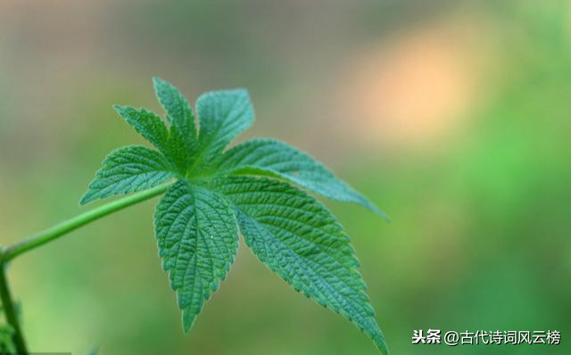 描写乡愁的唯美佳句简短（表达乡愁的235条经典诗句）